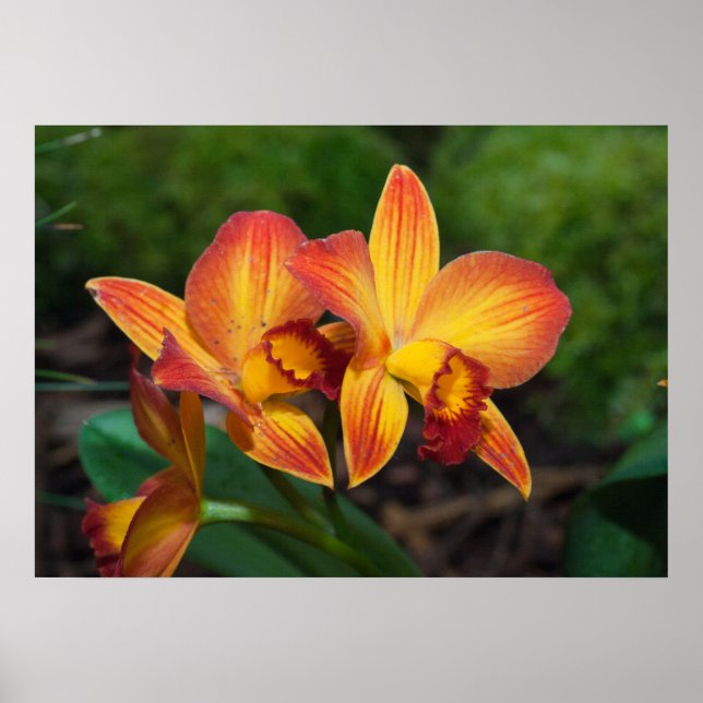 Affiche Gorgeous Orange Yellow Rhyncattleanthe Orchid (Devant)