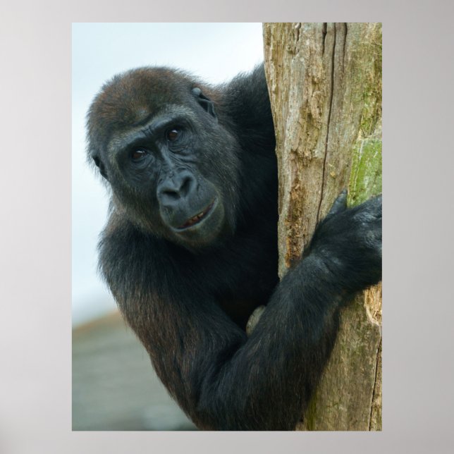 Affiche Gorilla (Devant)