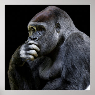 Affiche Gorilla
