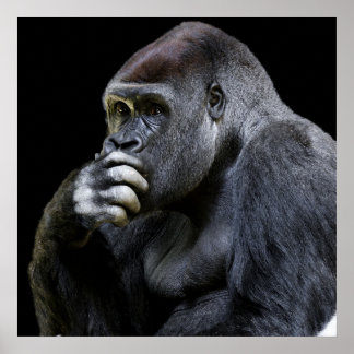 Affiche Gorilla