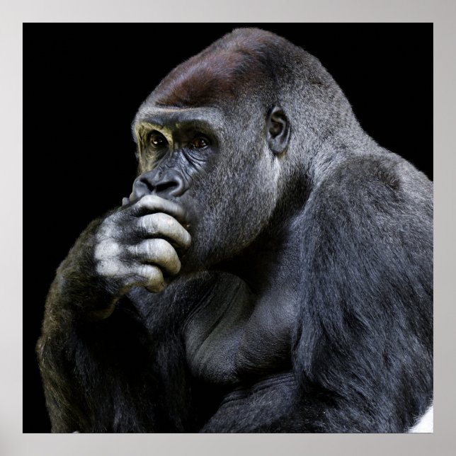 Affiche Gorilla (Devant)