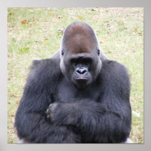 Affiche Gorilla