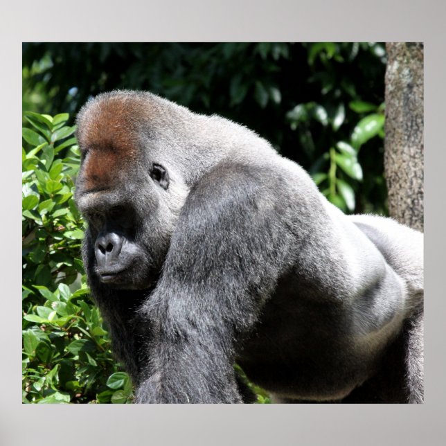 Affiche Gorilla Argent Back (Devant)