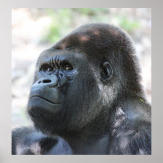 Affiche Gorilla Argent Back