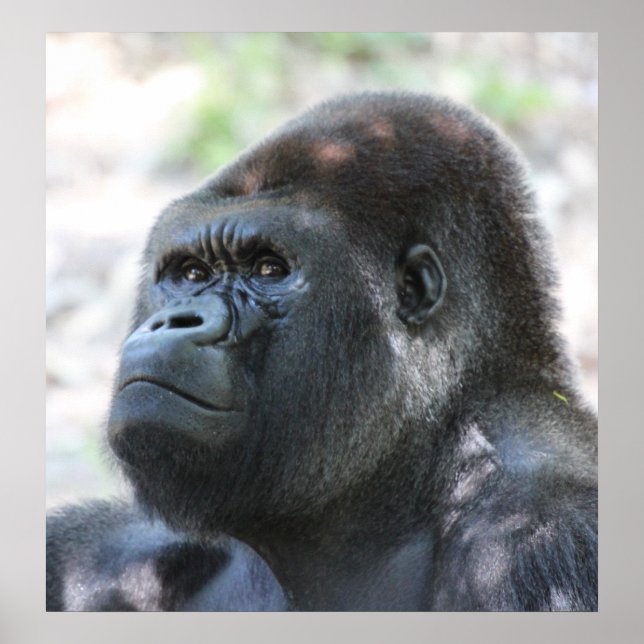 Affiche Gorilla Argent Back (Devant)