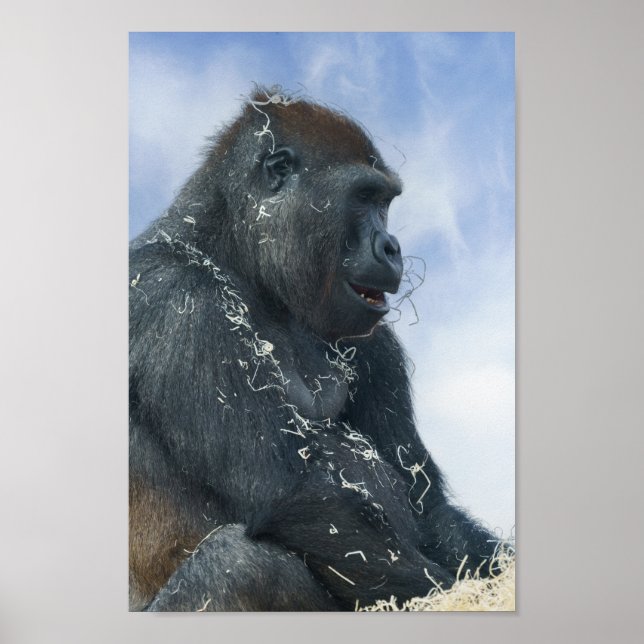 Affiche Gorilla devient désagréable (Devant)