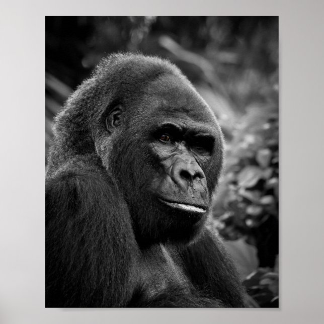 Affiche Gorilla Gros Portrait Noir Et Blanc (Devant)