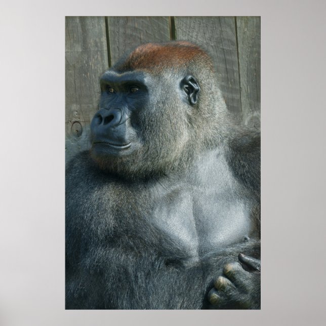 Affiche Gorilla Lope (Devant)