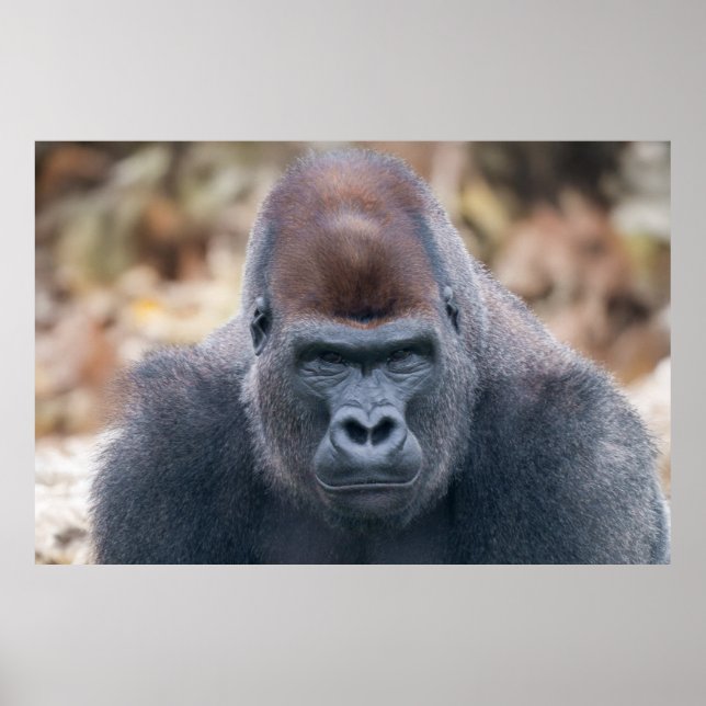 Affiche Gorilla Lope à l'air fort en 2025 (Devant)