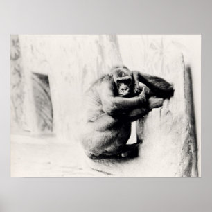 Affiche Gorilla Pose