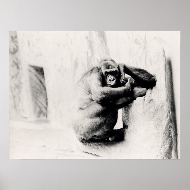 Affiche Gorilla Pose (Devant)