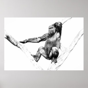 Affiche Gorille dans l'ombre