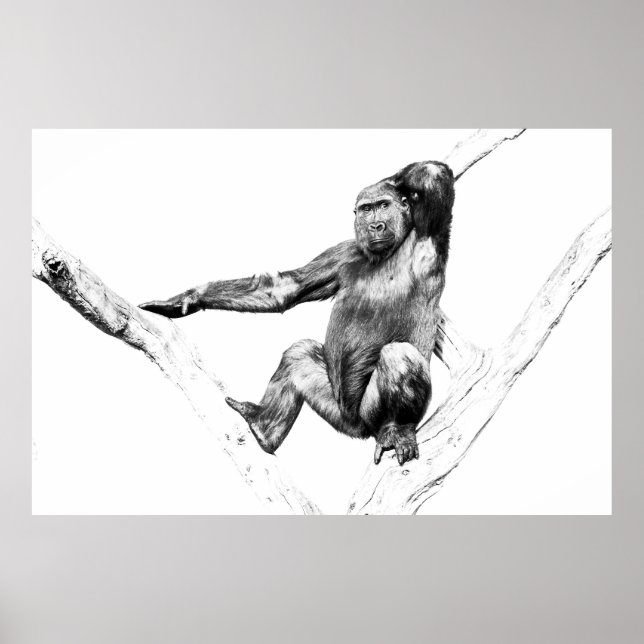 Affiche Gorille dans l'ombre (Devant)