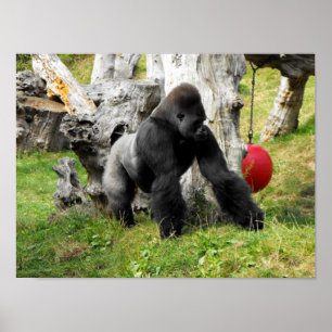 Affiche Gorille de silverback de plaine