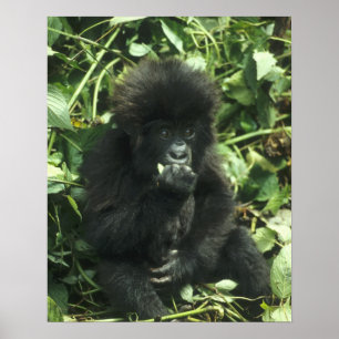 Affiche Gorille des montagnes, (Gorilla gorilla beringei),