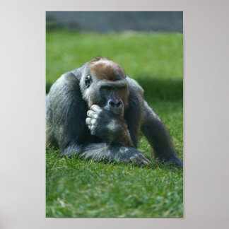 Affiche Gorille suceuse de pouce