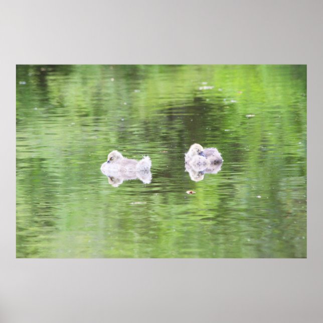 Affiche Goslings dorés (Devant)