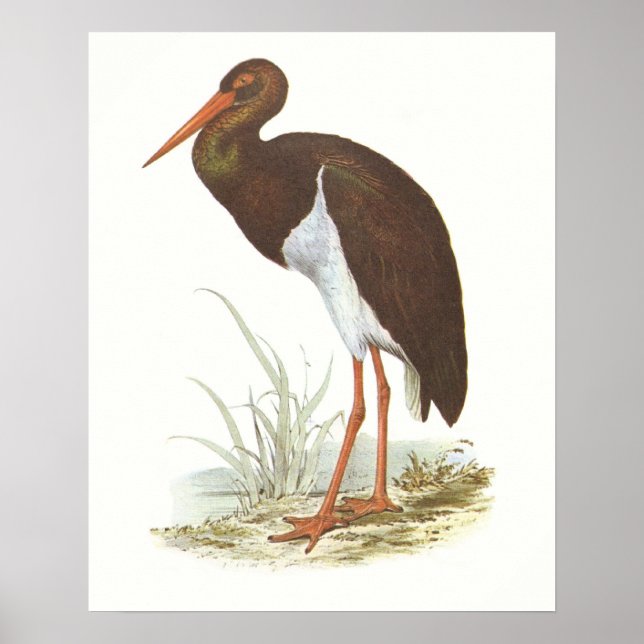 Affiche Gould - Black Stork - Cliconia nigra (Devant)