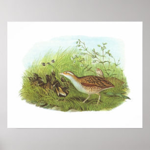 Affiche Gould - Corncrake - Crex crex