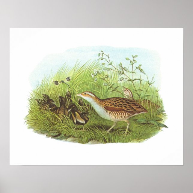 Affiche Gould - Corncrake - Crex crex (Devant)