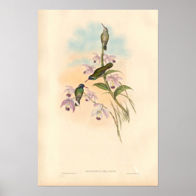 Affiche Gould Hummingbirds et Orchidées (Devant)