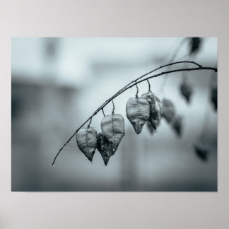 Affiche Gousses de graines monochromes sur une branche mou