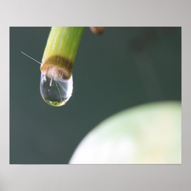 Affiche Goutte d'Eau (Devant)