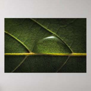 Affiche Gouttelettes de feuille