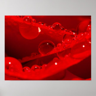 Affiche Gouttelettes d'eau cristalline sur des pétales rou