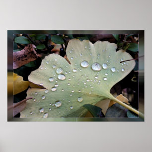 Affiche Gouttes de pluie