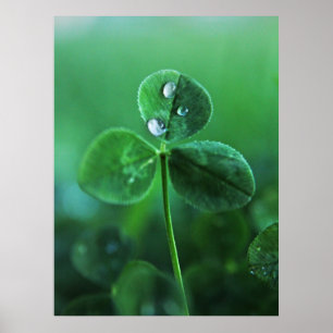 Affiche Gouttes de pluie sur feuilles de trèfle vert Macro