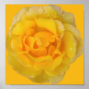Affiche Gouttes d'eau de rose jaune romantique