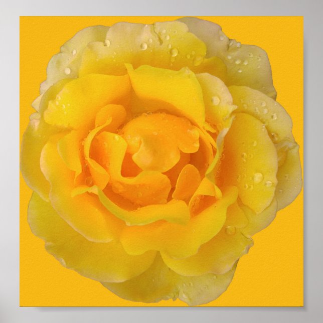 Affiche Gouttes d'eau de rose jaune romantique (Devant)