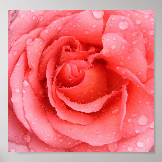 Affiche Gouttes d'eau de rose rose romantique (Devant)