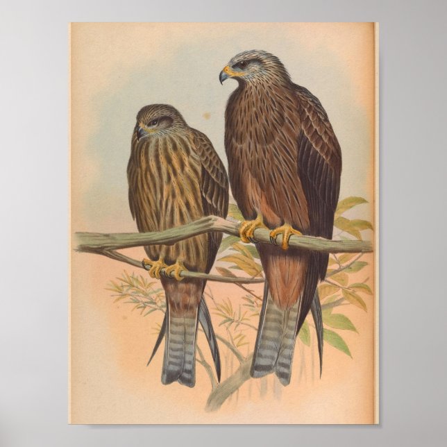 Affiche Govinda Kite Brown Bird Art Vintage Imprimer (Devant)