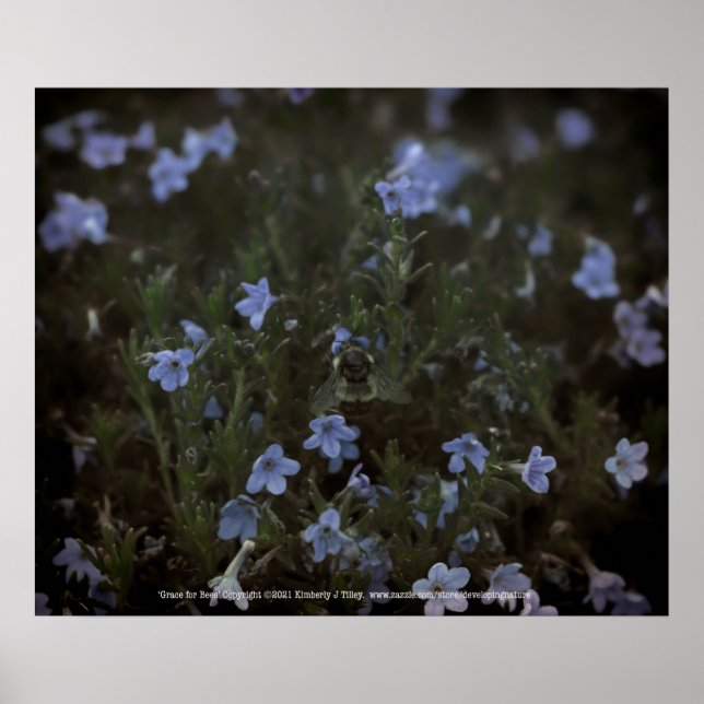 Affiche Grâce aux abeilles (Devant)