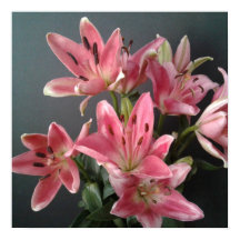Grâce radieuse : Lys roses en fleurs