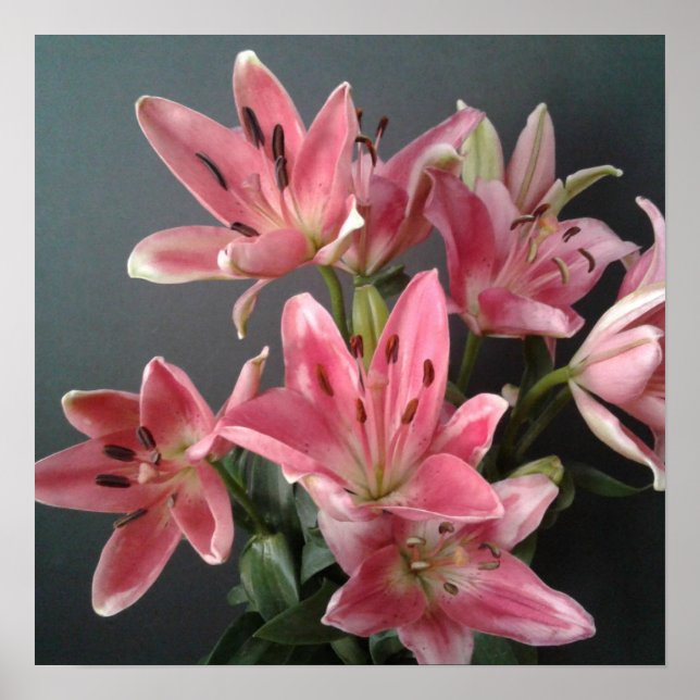 Affiche Grâce radieuse : Lys roses en fleurs (Devant)