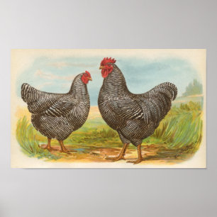 Affiche Graham - Barred Plymouth Rocks Chickens Folio