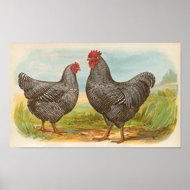 Affiche Graham - Barred Plymouth Rocks Chickens Folio (Devant)