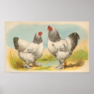 Affiche Graham - Portefeuille de poulet Brahma léger