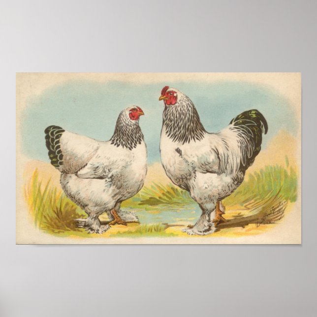 Affiche Graham - Portefeuille de poulet Brahma léger (Devant)