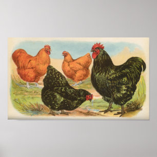 Affiche Graham - Portefeuille Orpington Chickens