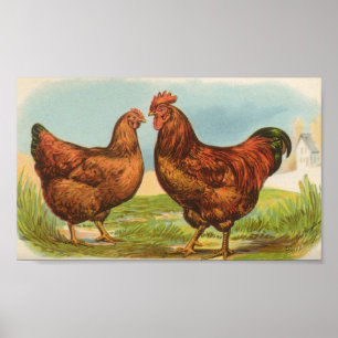Affiche Graham - Rhode Island Red Chickens