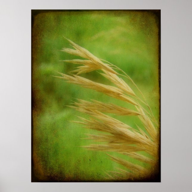 Affiche Graine (Devant)