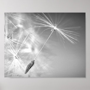 Affiche Graine de Dandelion avec goutte d'eau Photographie