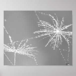 Affiche Graine de Dandelion avec mur de chute d'eau Art 3