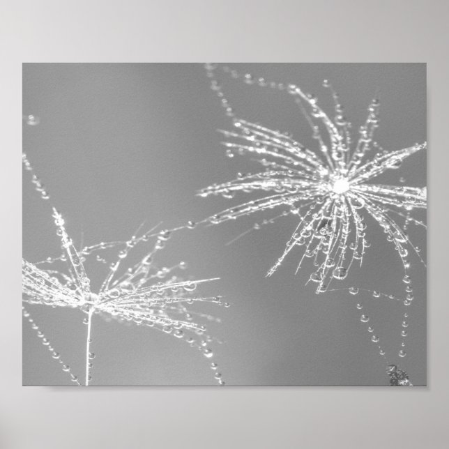 Affiche Graine de Dandelion avec mur de chute d'eau Art 3 (Devant)