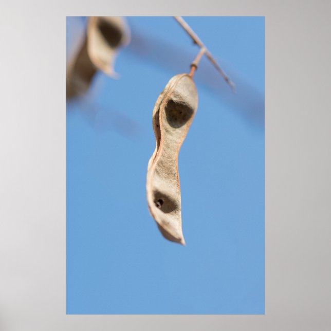 Affiche Graines d'Acacia (Devant)