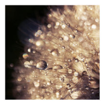 Graines de Dandalion avec gouttes dans la lumière 